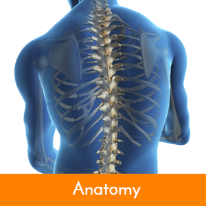 Anatomy